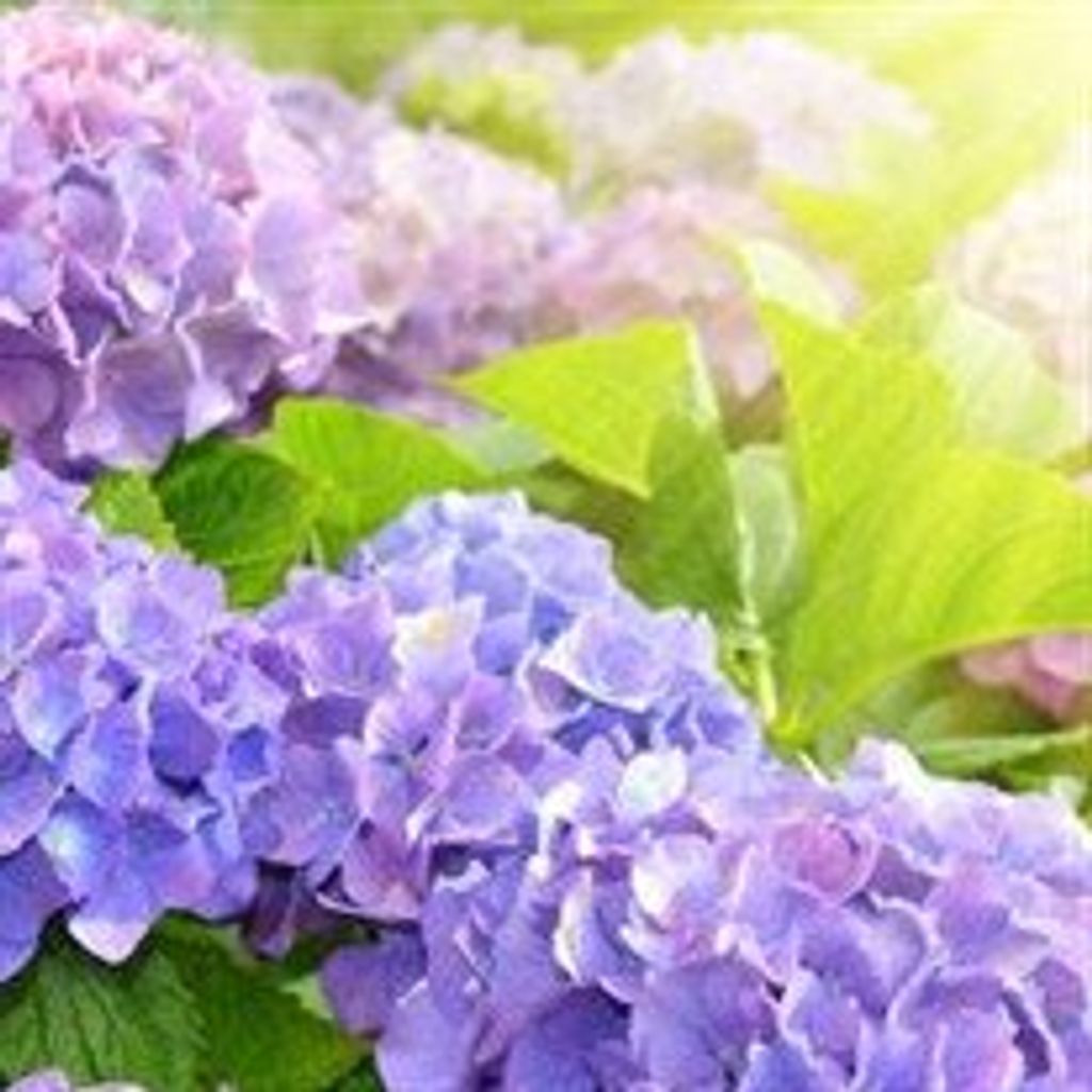 Charlotte  S. Winters