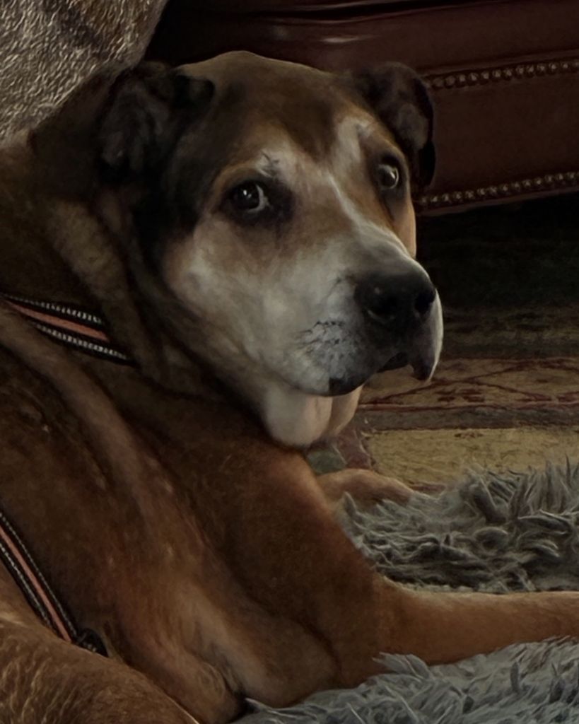 Buddy Elf Peek Profile Photo