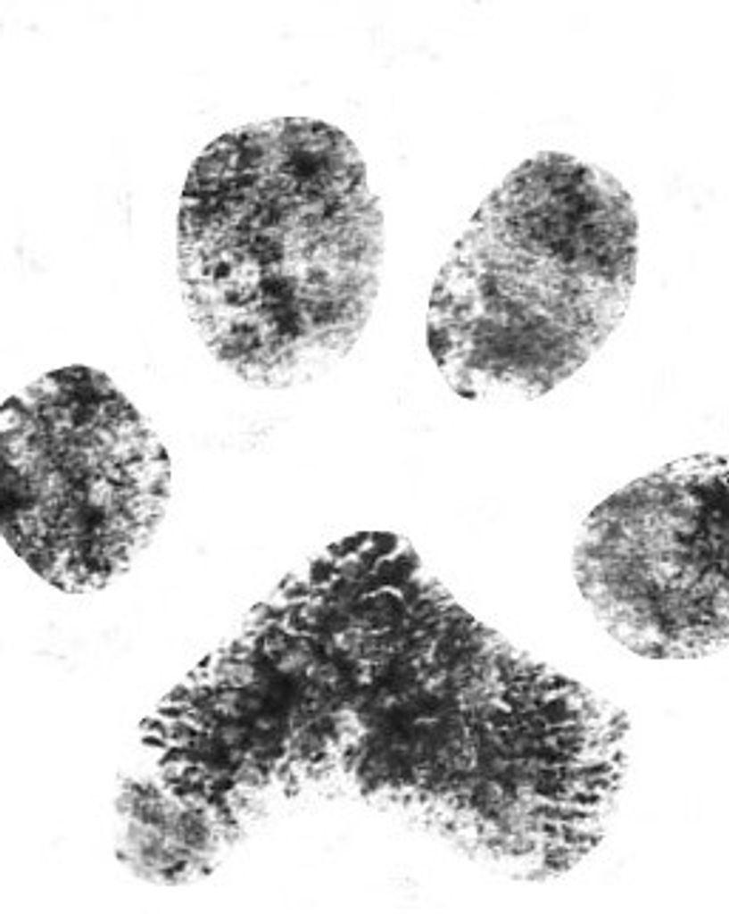 Chloe Cuppett Profile Photo