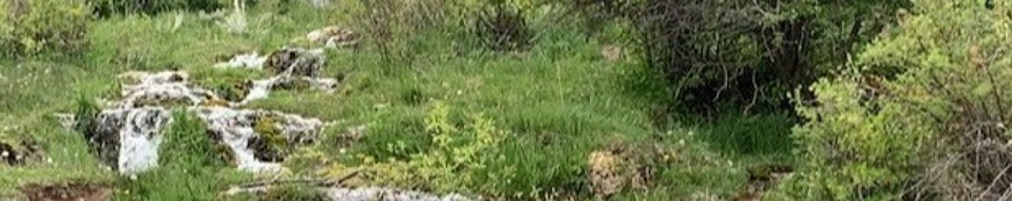 Cover for Connie Mae Garcia's Obituary