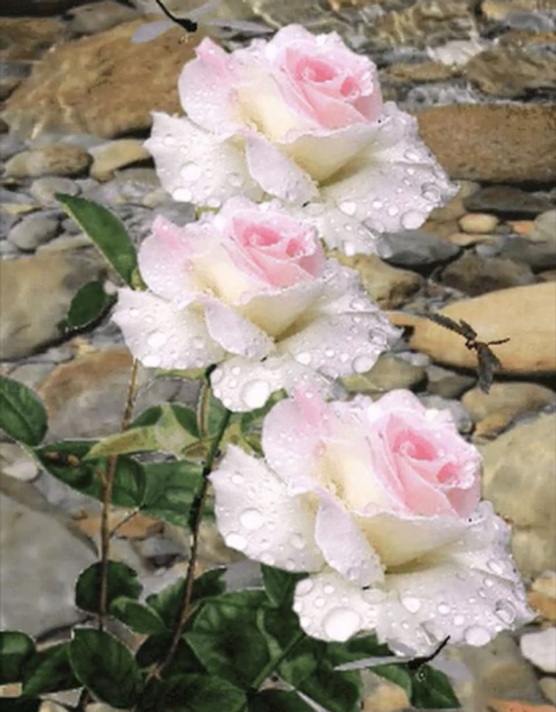 Jacqueline Fambro Profile Photo