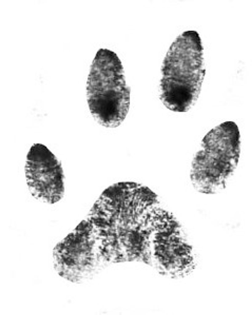 Ahsoka Tomblin Profile Photo