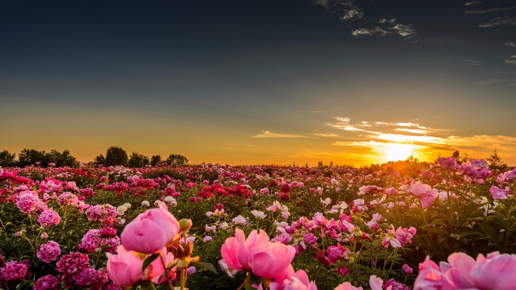 Robin Ann Johnson Profile Photo