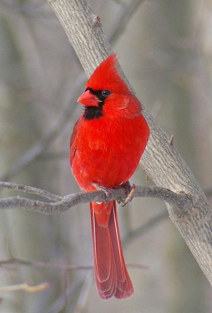 Mary Ann Sutphin Worrell Hill