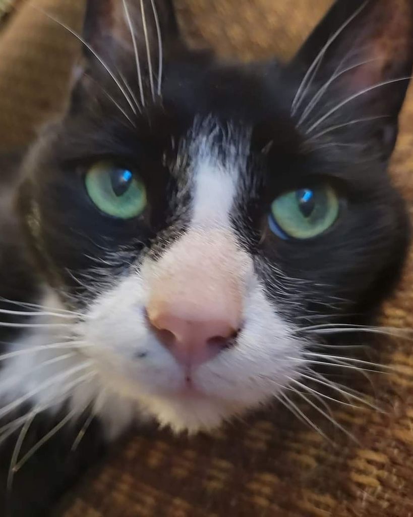 Sylvester