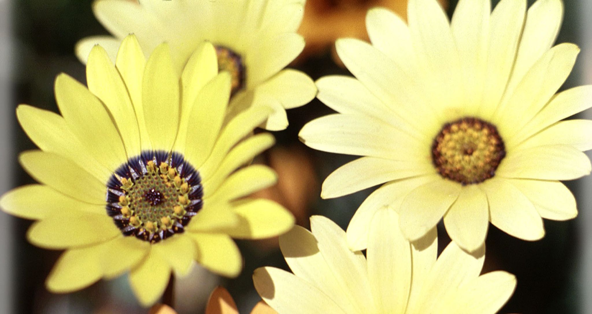 Cover for Dolores A. Bihl-Luark's Obituary