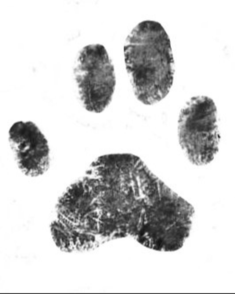 Arlo Henderson Profile Photo