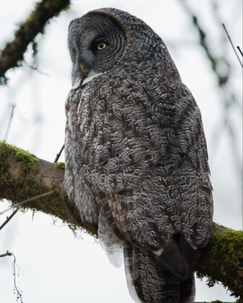 Barbara Rae Ormiston Profile Photo