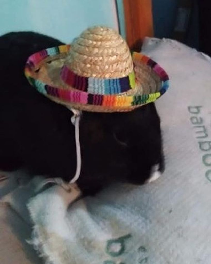 Morty Toll Profile Photo