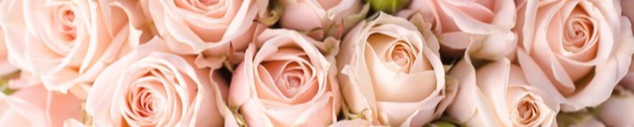 Cover photo for Marlene E. Miceli's Obituary