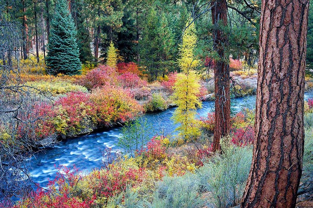 Donna Jean (Digennaro)  Toma