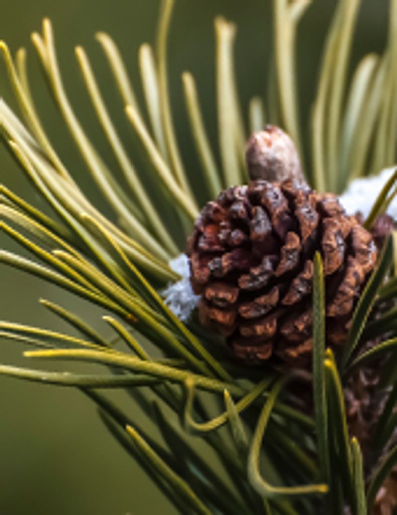 Marvin Roy West Profile Photo