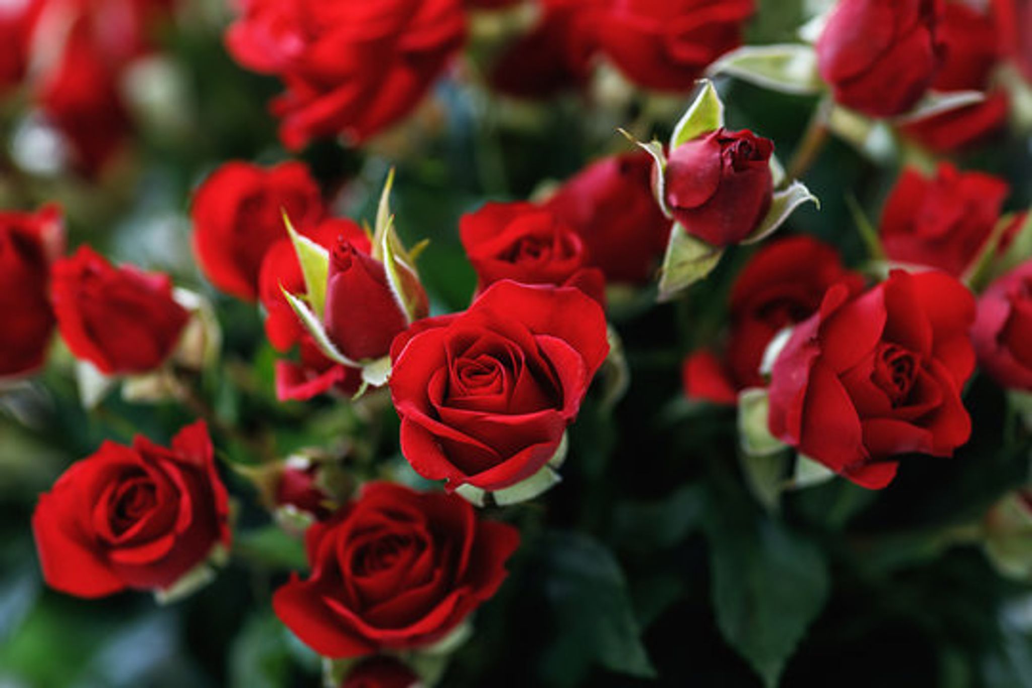 Cover for Liliana Bagnoli's Obituary