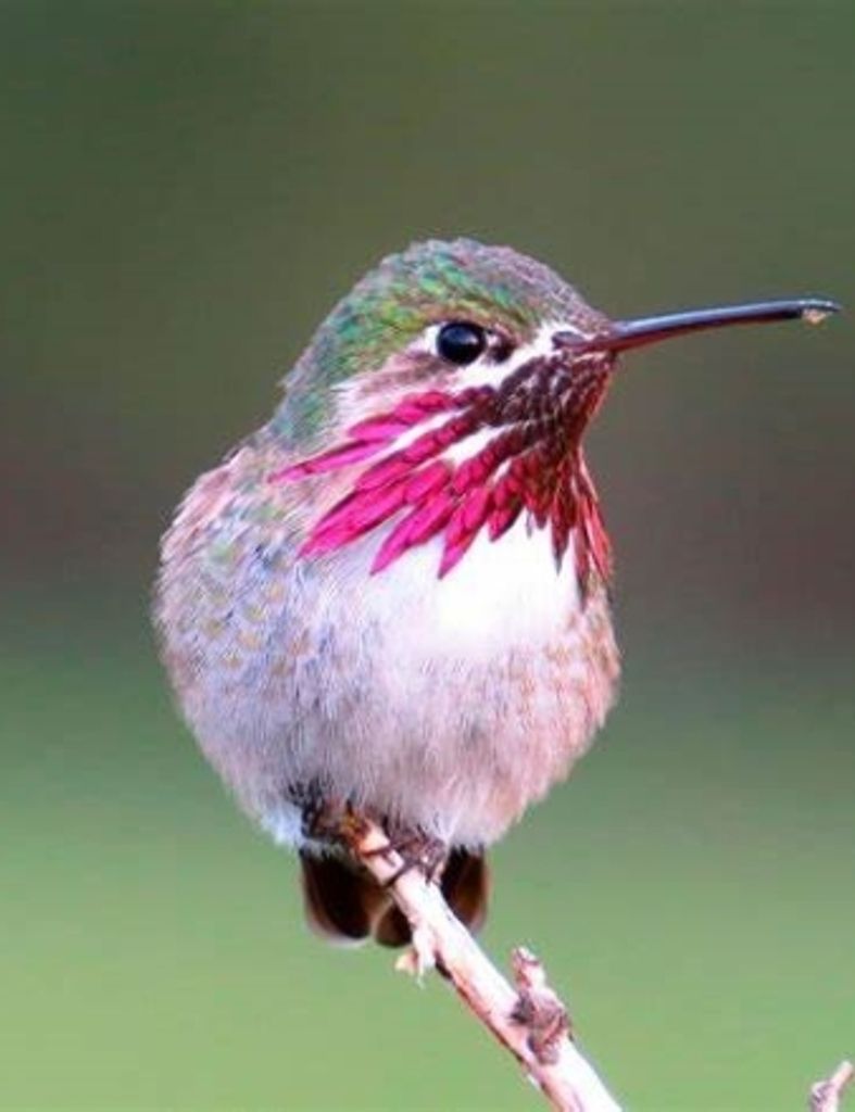 Maggie Jane Gunnoe Profile Photo