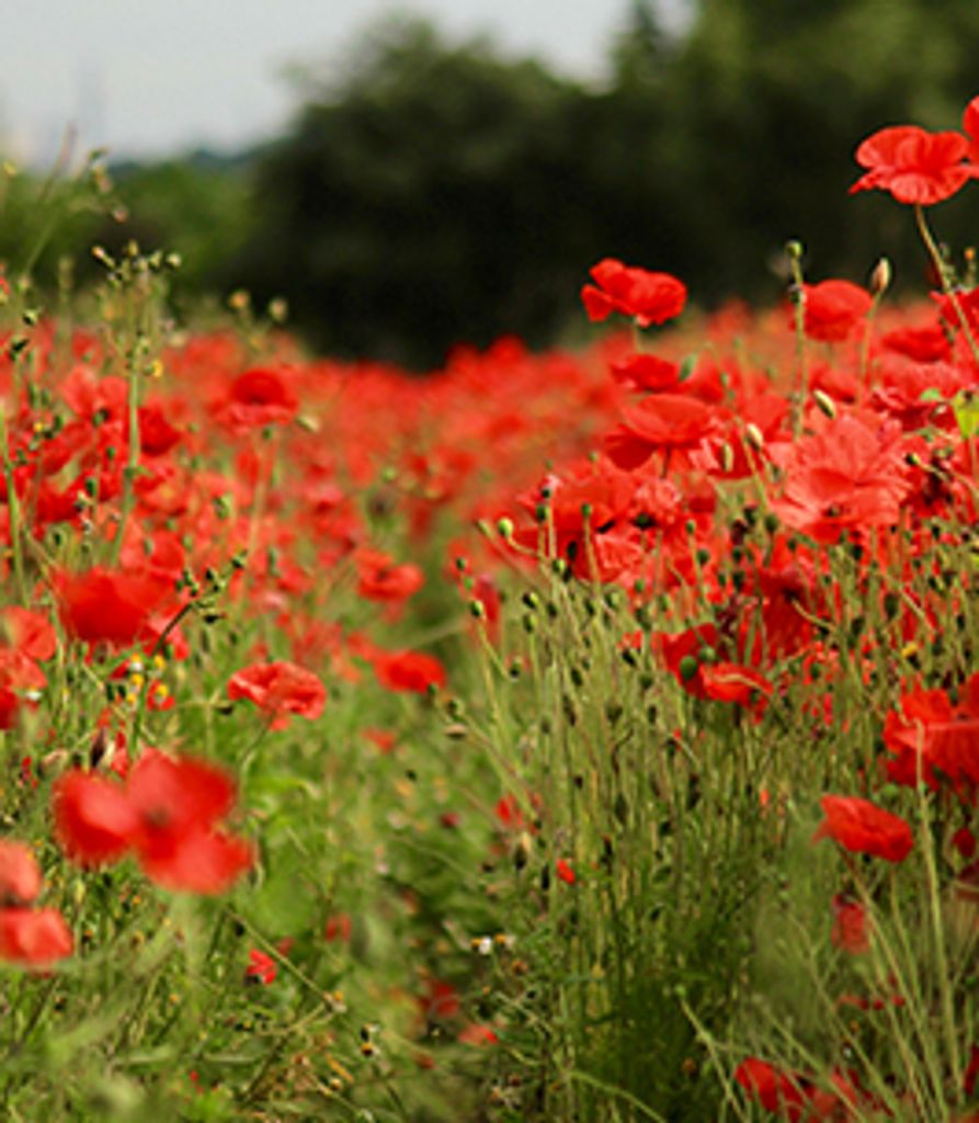 Graham Mansell Profile Photo