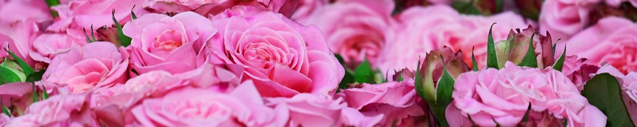 Cover photo for Norma Ann Norwood's Obituary