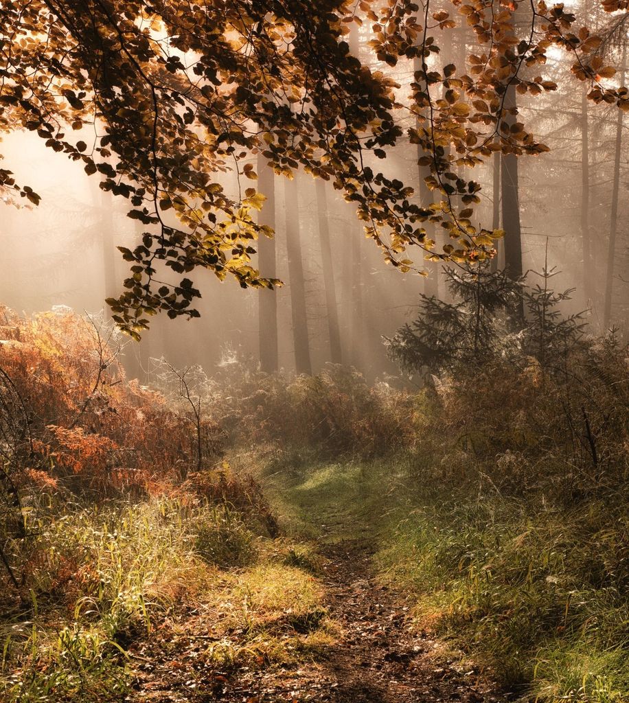 Dennis  Francis Fournier Profile Photo