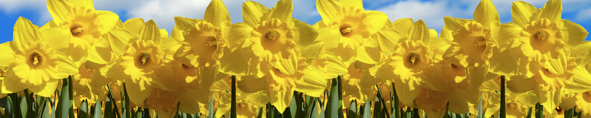 Cover for Mary Eleanor (O'Brian) Clark's Obituary