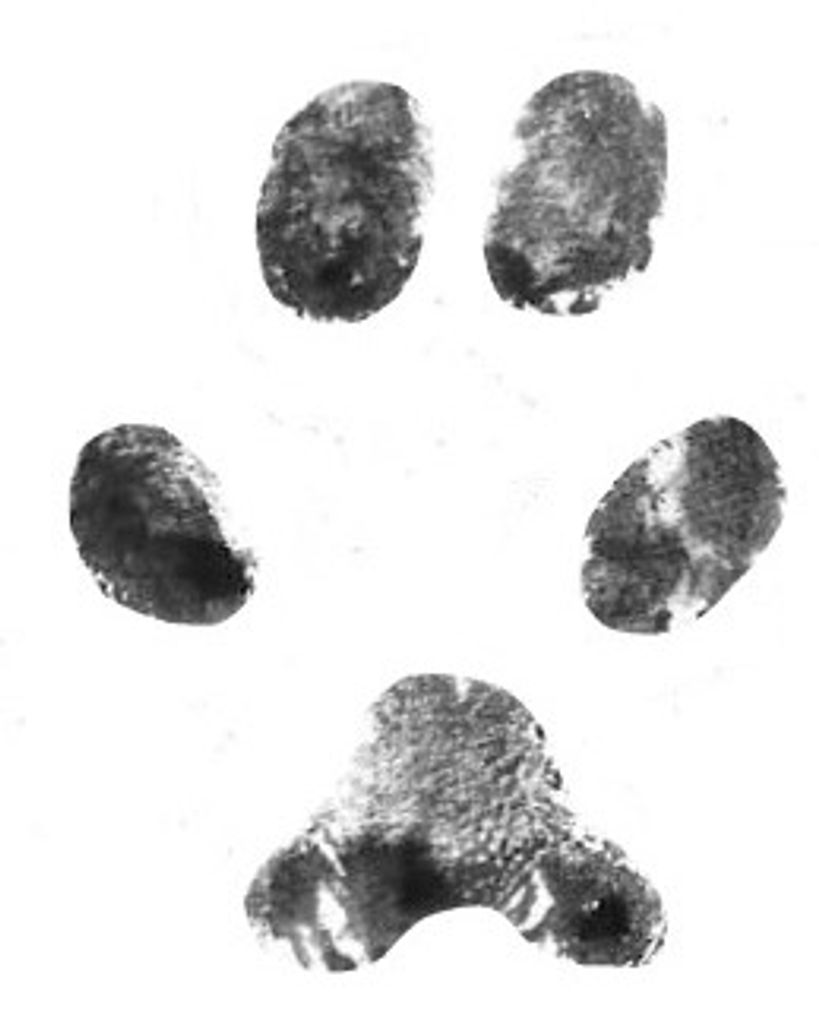 Roscoe Dalton Profile Photo