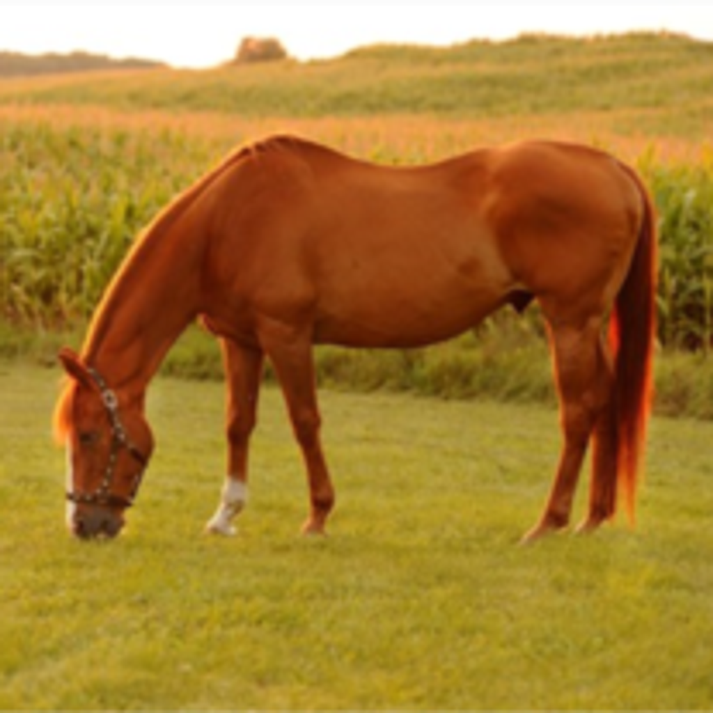 Shae (The Horse Lady) Goodman Profile Photo