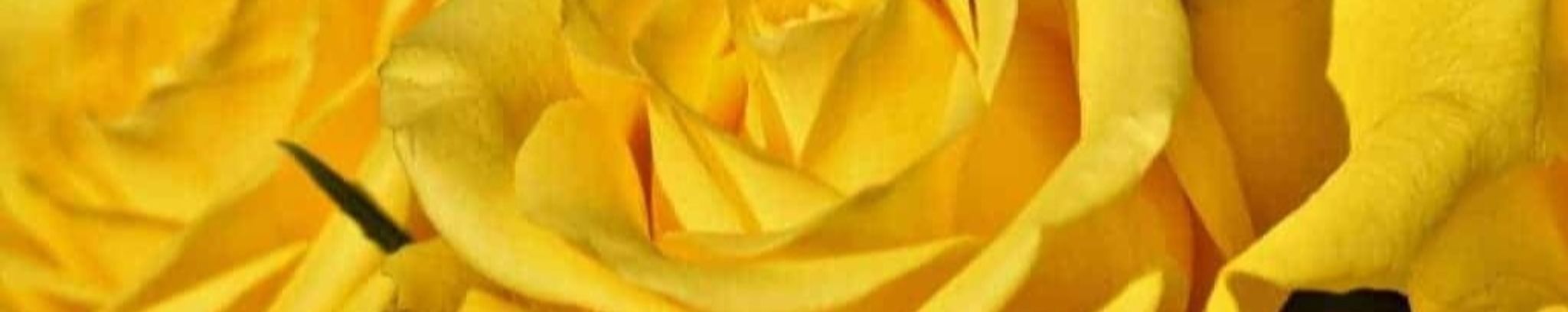 Cover photo for Delia Del Carmen Castaneda's Obituary