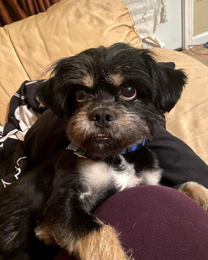 Shadow Armstead Morris