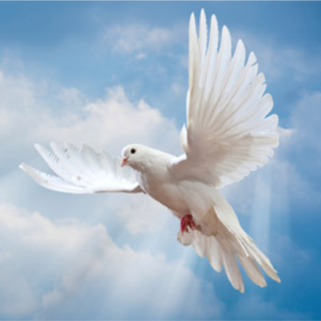 Janet Dillard Profile Photo