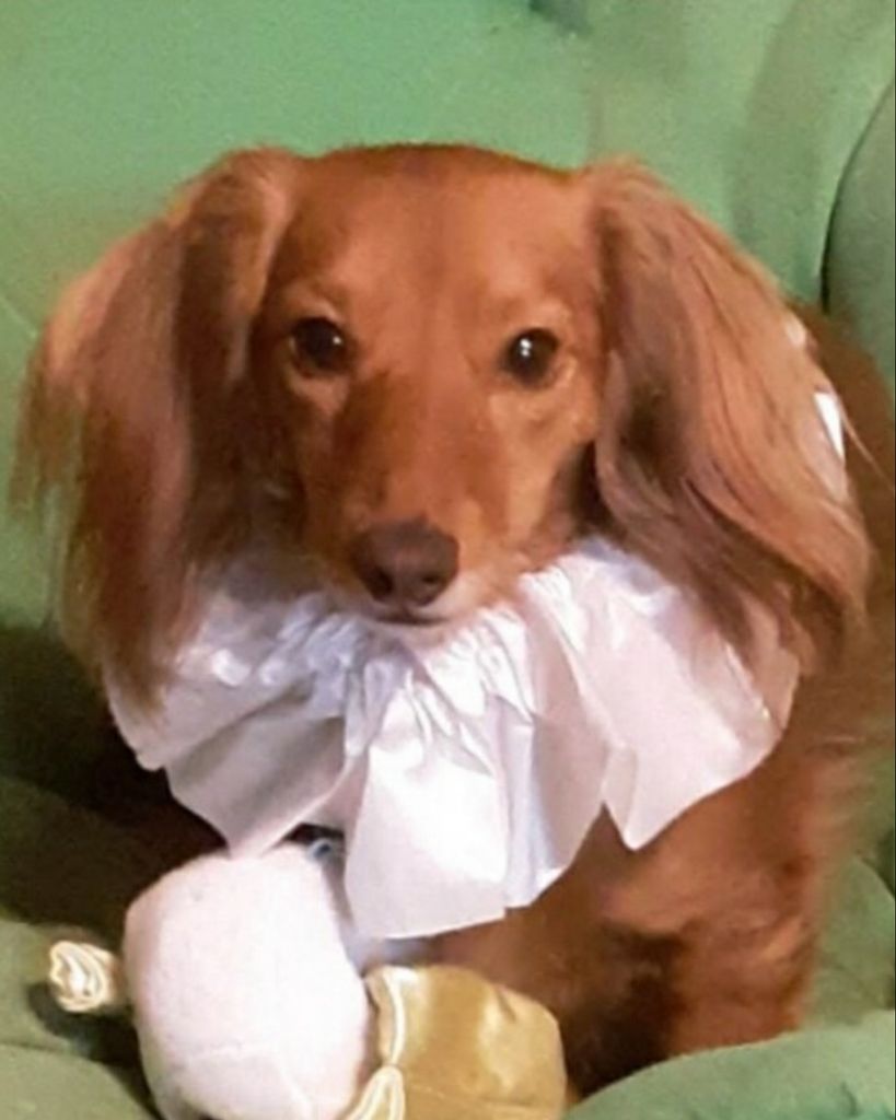 Daisy