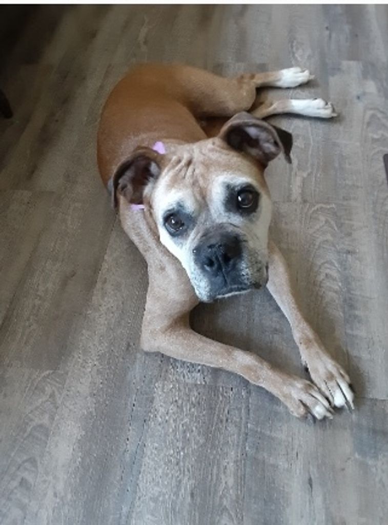 Snipes Queen Of Sheba Queen