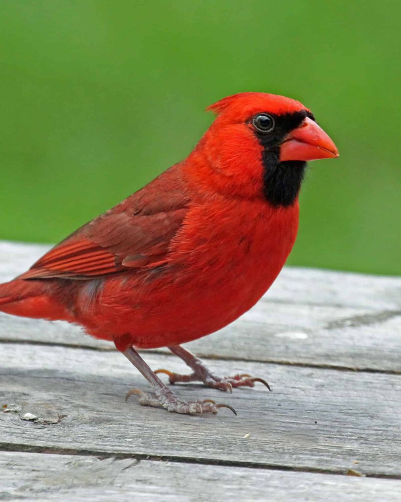 Barbara Ann (Smith) Bihlear Profile Photo