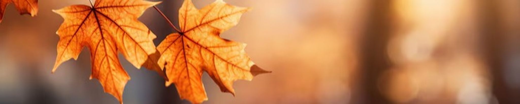 Cover for Doris J. Williams's Obituary