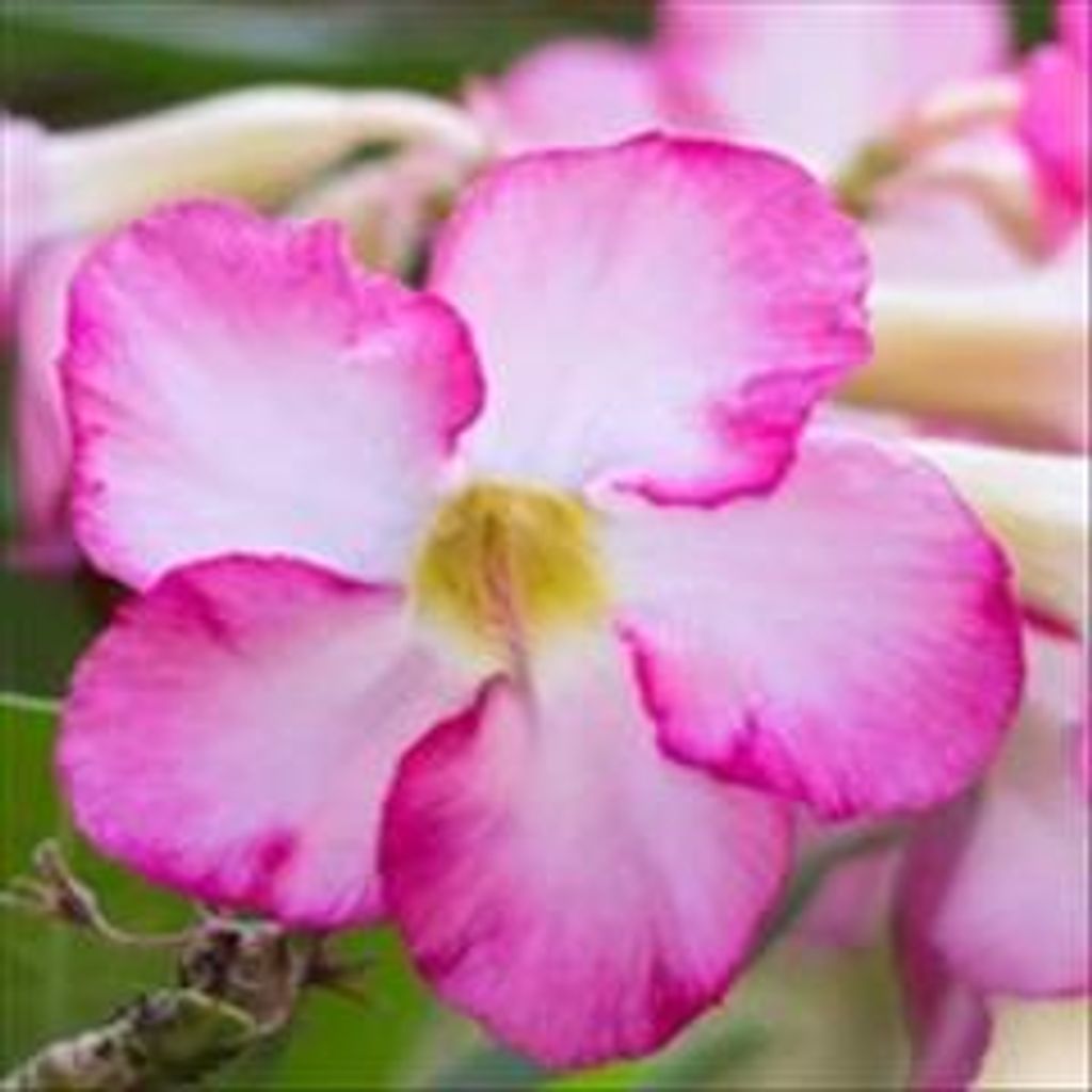 Betty Sue Evans Profile Photo