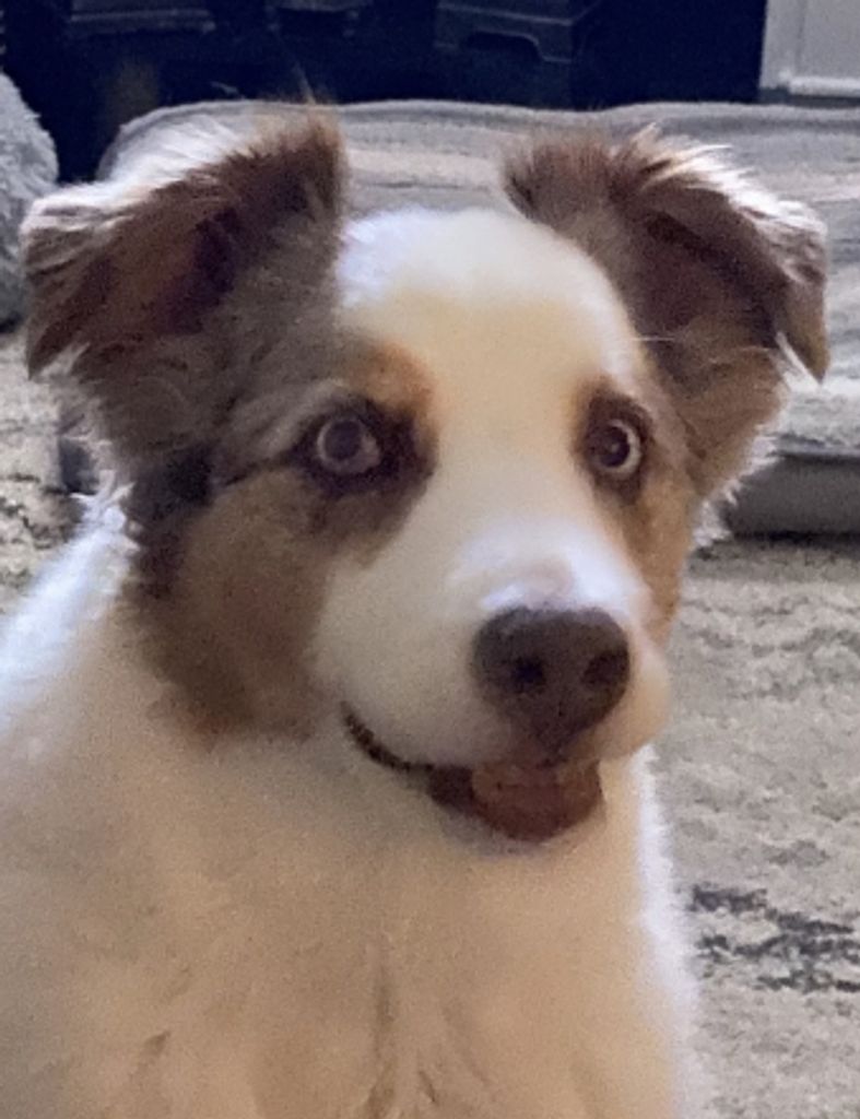 Pawley  Cooper