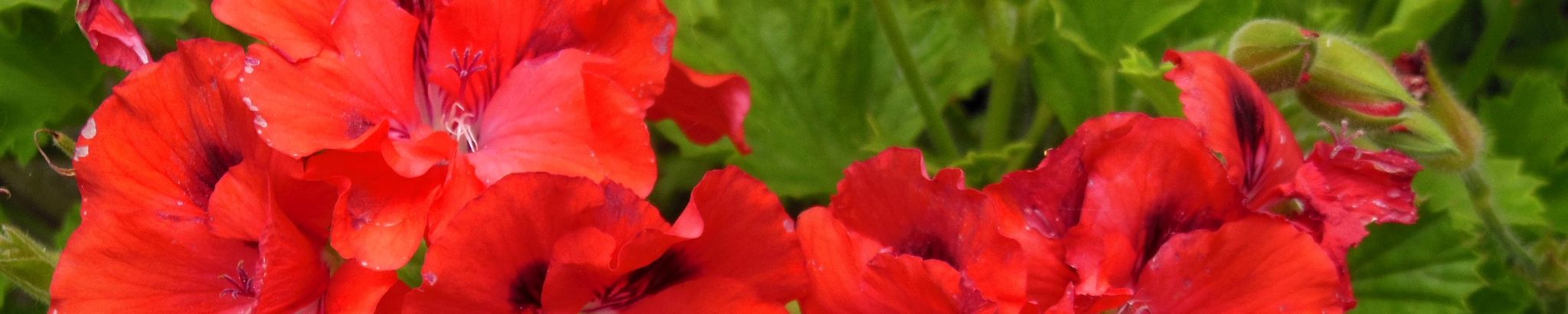 Cover photo for Eleanor Kittell's Obituary