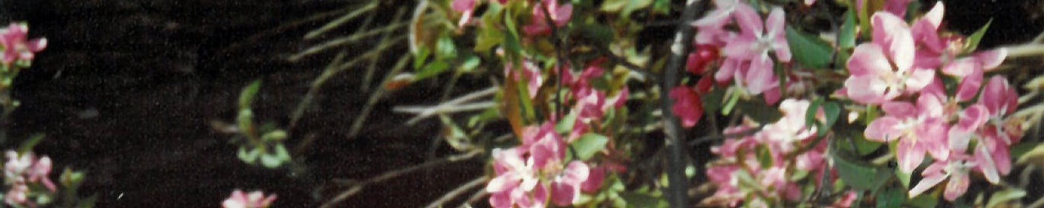 Cover photo for Phyllis Haldorson's Obituary