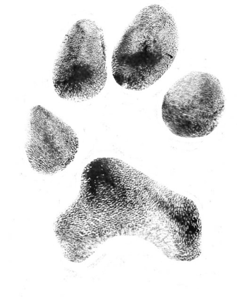 Bo Wittenburg Profile Photo