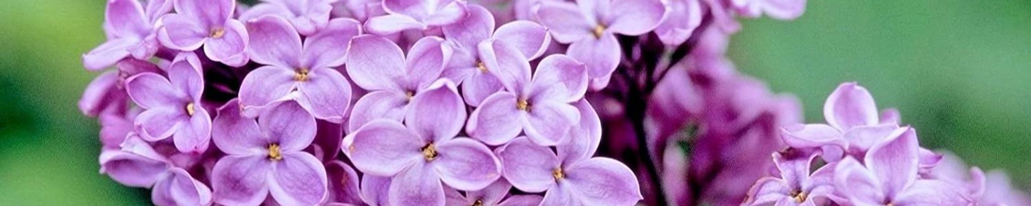 Cover for Elizabeth "Liz" Kier's Obituary