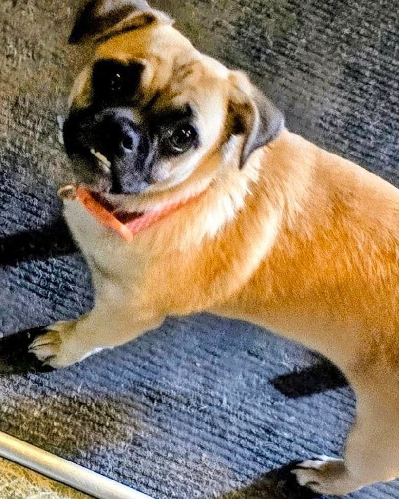 Waffle Rutherford Profile Photo