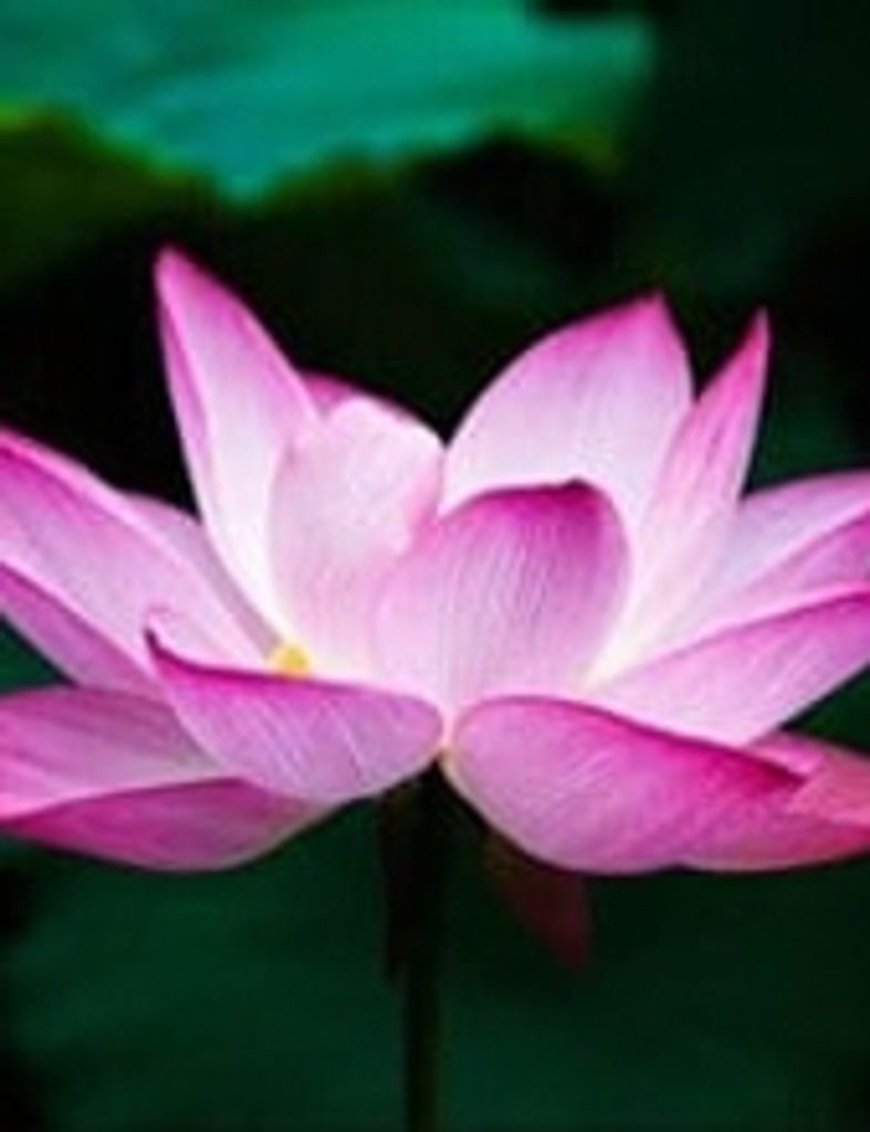 Frances Harris Taylor