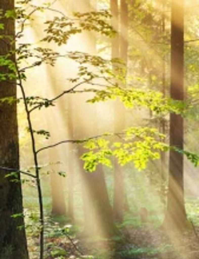 Charles Everett Harrigan