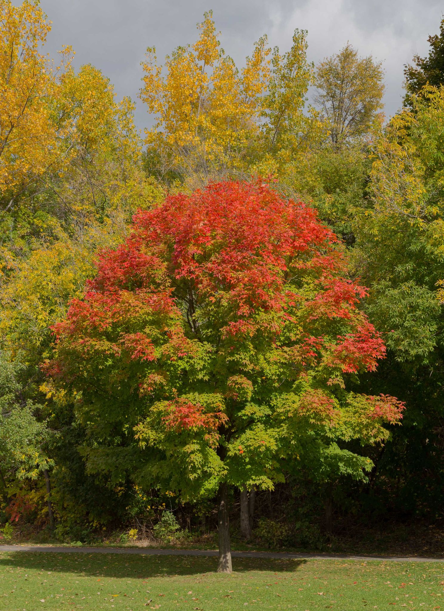 Cover photo for Judy Bell's Obituary