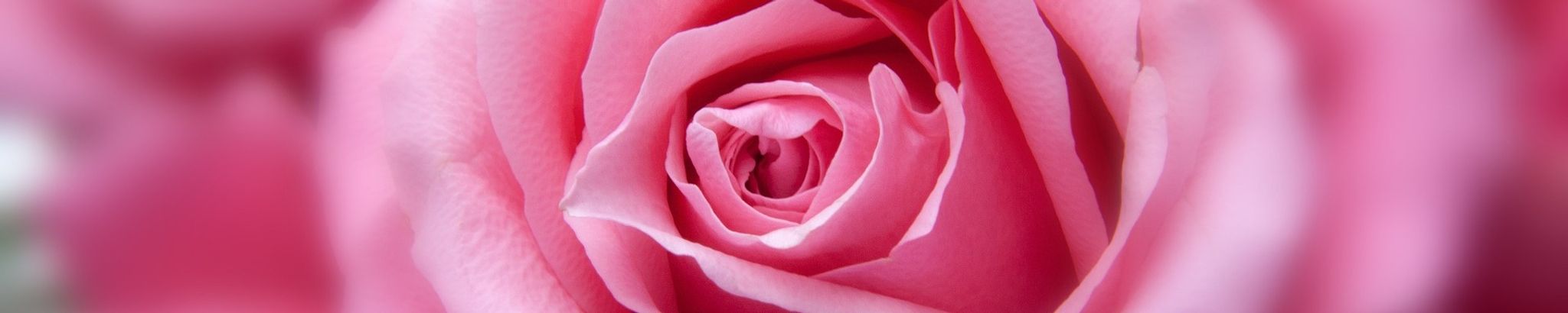 Cover photo for Dorothee Rose Tjelle's Obituary