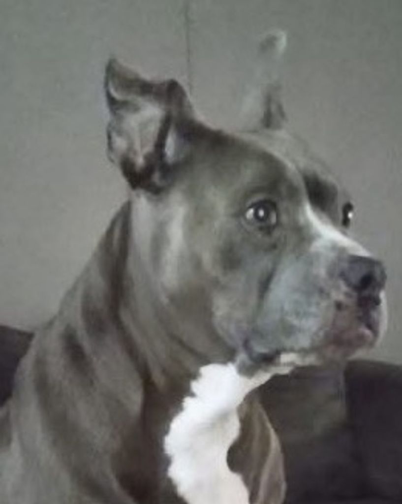 Boo-Boo Profile Photo