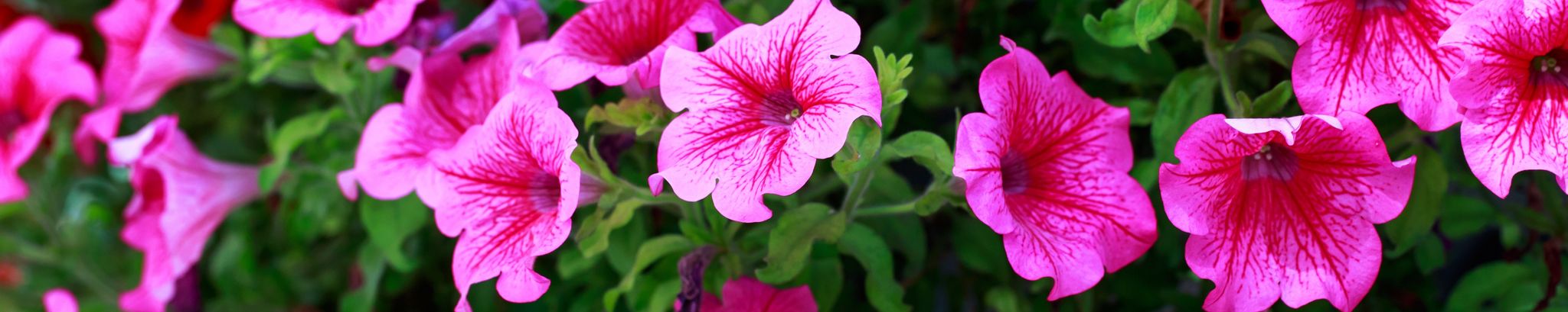 Cover photo for Evelyn Grace Trom's Obituary