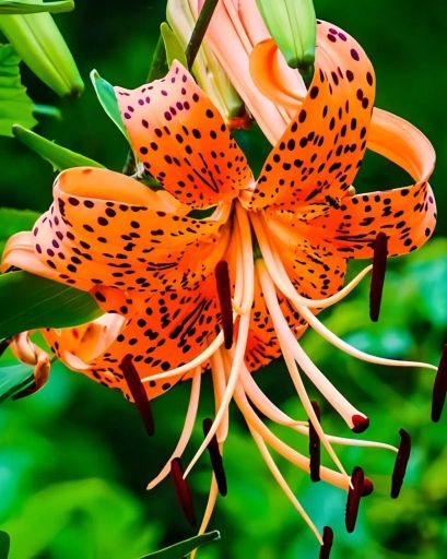 Maurine Amelia Beverage Profile Photo