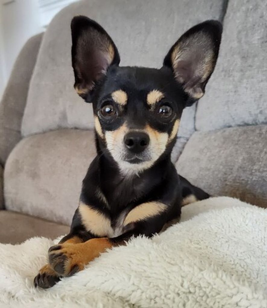 Zoe "Zippy" Shelton Profile Photo