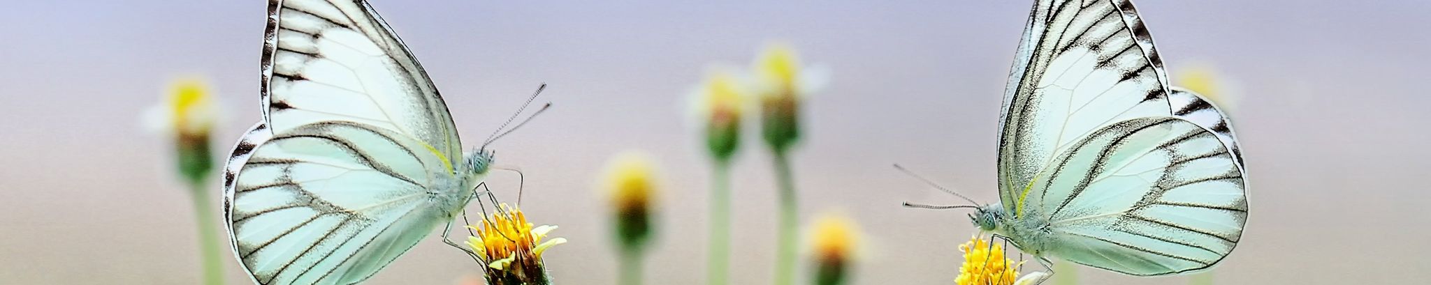 Cover photo for Hilda Vandegraft's Obituary