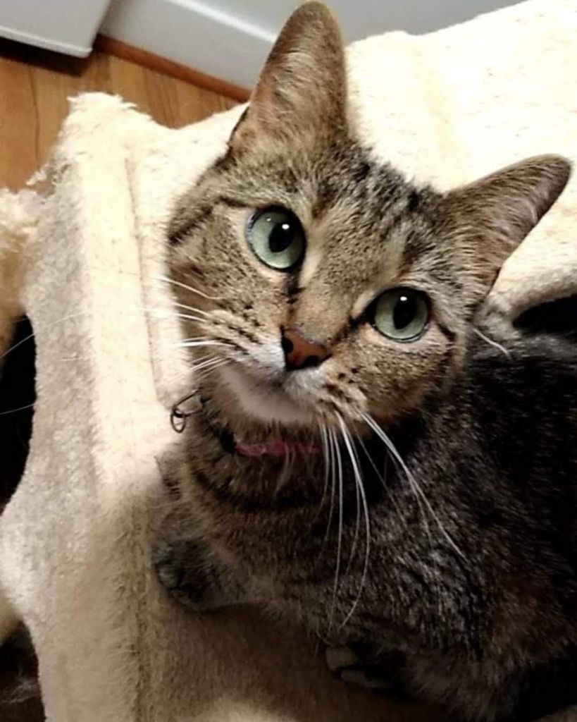 NonAmé "No No" Feaver