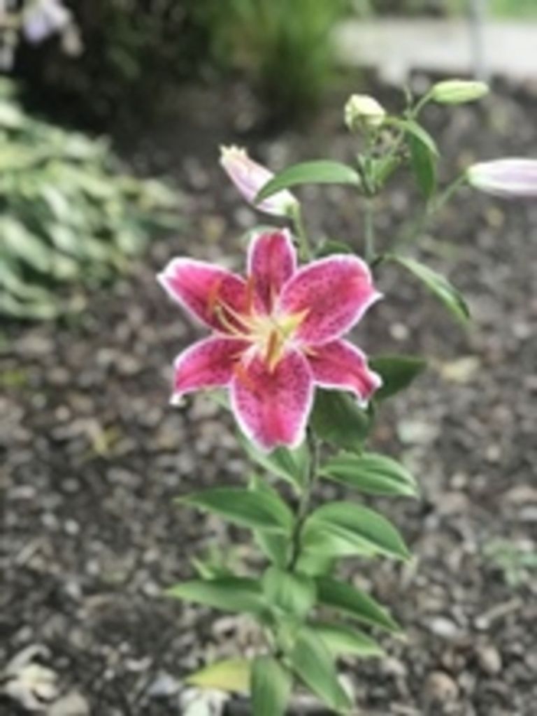 Marguerite Joyce Ayers Profile Photo