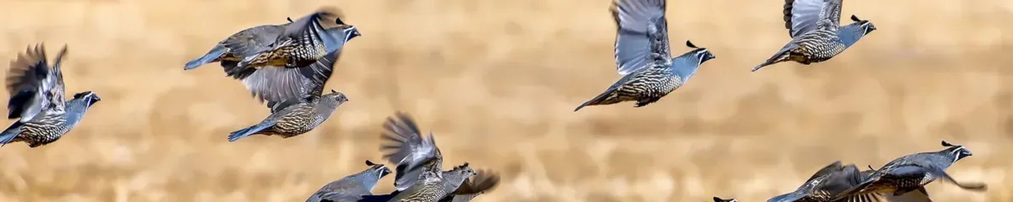 Cover for Elton Blaine Strickland's Obituary